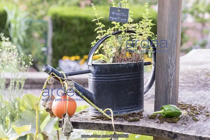 : Aquatic mint in a watering can, summer, Pas de Calais : Aquatic mint in a watering can, summer, Pas de Calais