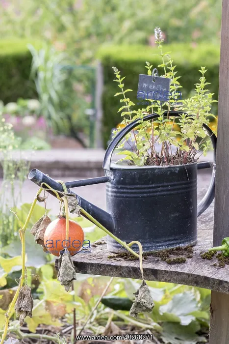 : Aquatic mint in a watering can, summer, Pas de Calais : Aquatic mint in a watering can, summer, Pas de Calais