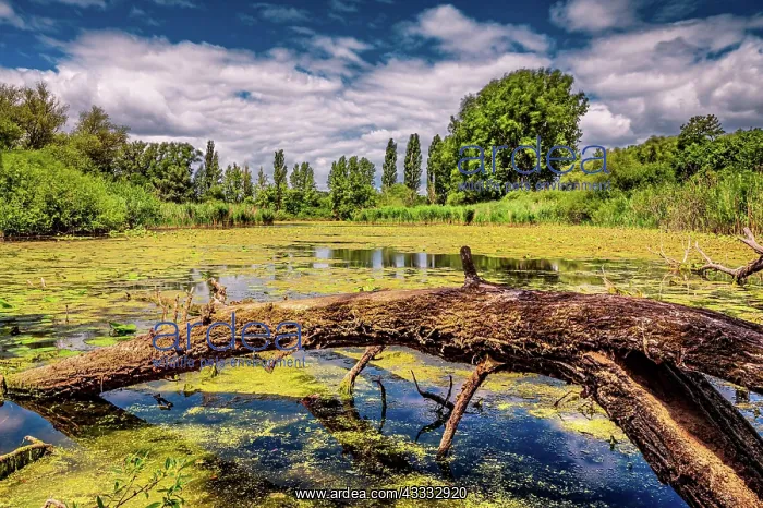 : aquatic plant : aquatic plant