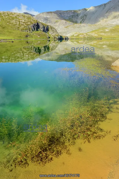 : Aquatic plants in Lake Roburent, High Ubaye, Alps : Aquatic plants in Lake Roburent, High Ubaye, Alps