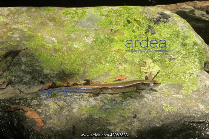 : Aquatic skink, Vietnam : Aquatic skink, Vietnam