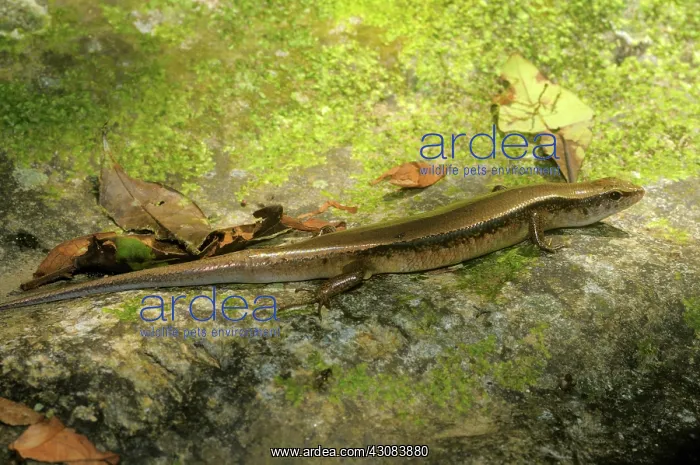 : Aquatic skink, Vietnam : Aquatic skink, Vietnam