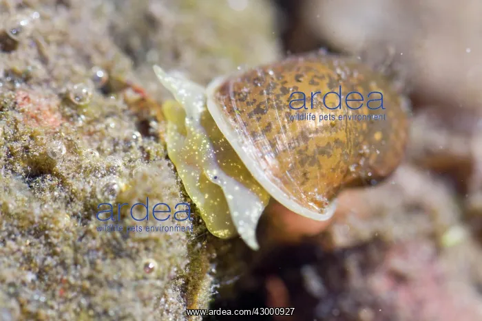 : Aquatic Snail - underwater - Arnoia river : Aquatic Snail - underwater - Arnoia river