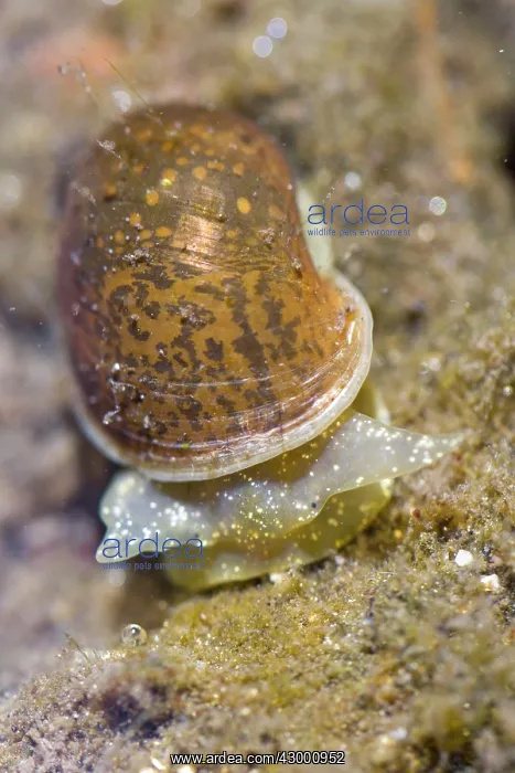 : Aquatic Snail - underwater - Arnoia river : Aquatic Snail - underwater - Arnoia river