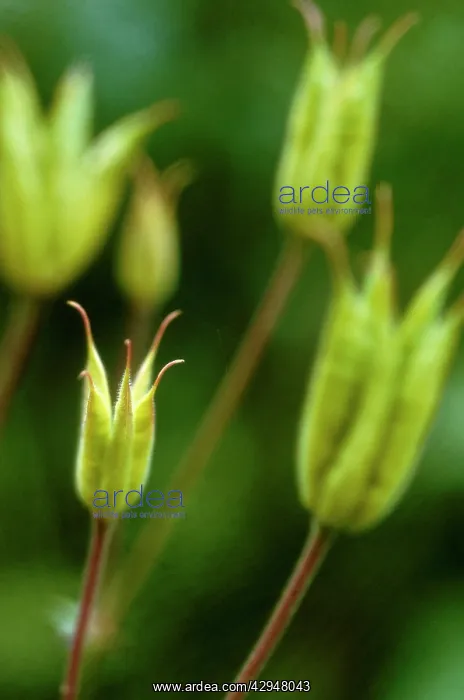 : Aquilegia. Aquilegia caerulea : Aquilegia. Aquilegia caerulea
