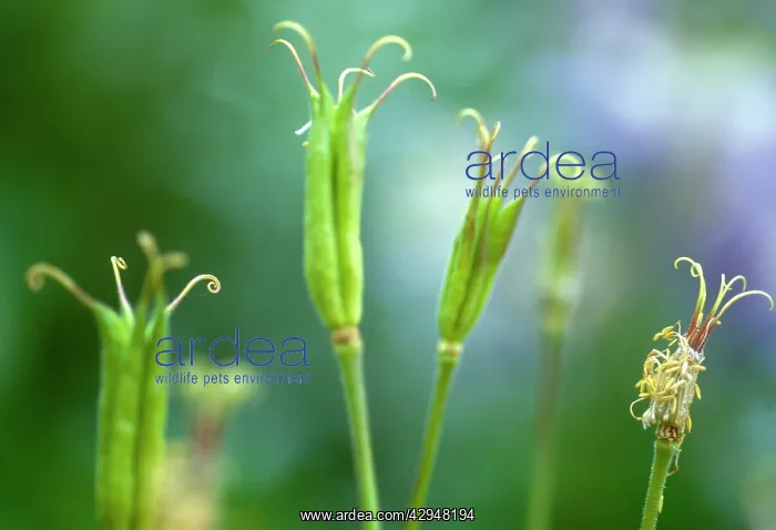 : Aquilegia. Aquilegia caerulea : Aquilegia. Aquilegia caerulea