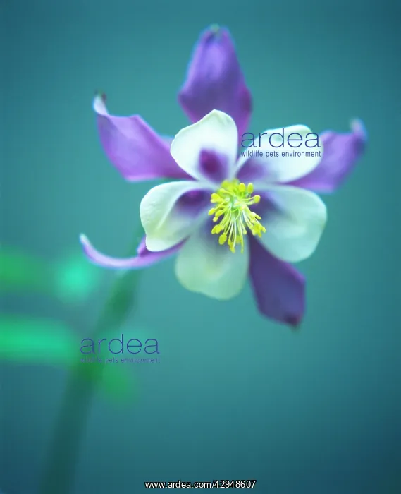 : Aquilegia, Columbine, Aquilegia vulgaris : Aquilegia, Columbine, Aquilegia vulgaris