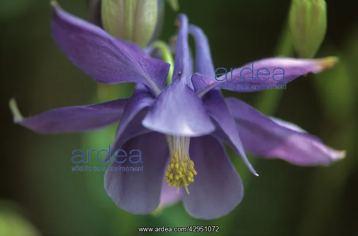 : Aquilegia, Columbine, Aquilegia alpina : Aquilegia, Columbine, Aquilegia alpina