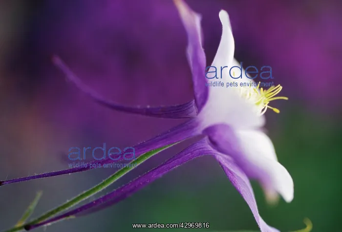 : Aquilegia, Columbine, Aquilegia caerulea : Aquilegia, Columbine, Aquilegia caerulea