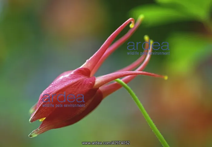 : Aquilegia. Aquilegia caerulea : Aquilegia. Aquilegia caerulea