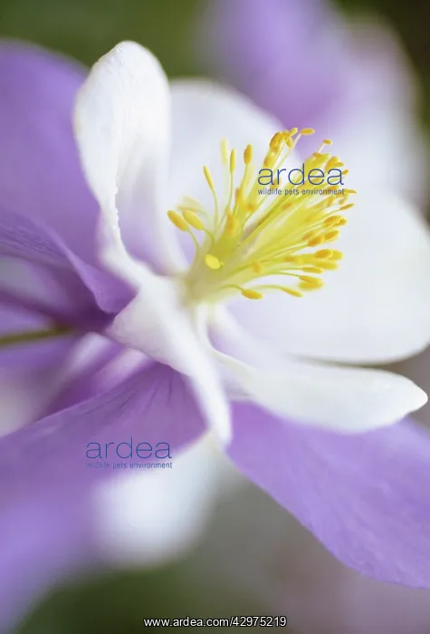 : Aquilegia. Aquilegia caerulea : Aquilegia. Aquilegia caerulea