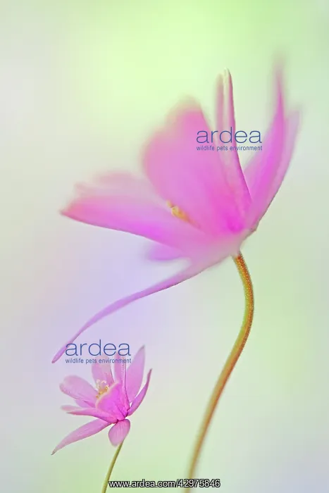 : Aquilegia. Aquilegia caerulea : Aquilegia. Aquilegia caerulea