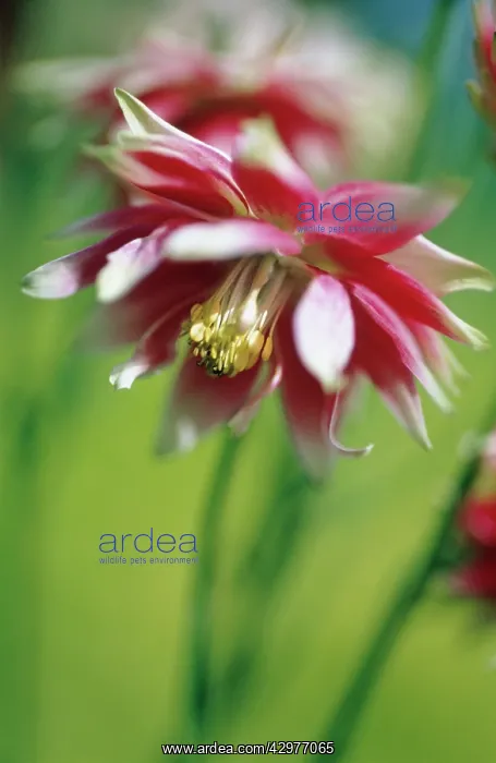 : Aquilegia, Columbine, Aquilegia vulgaris Nora Barlow : Aquilegia, Columbine, Aquilegia vulgaris Nora Barlow