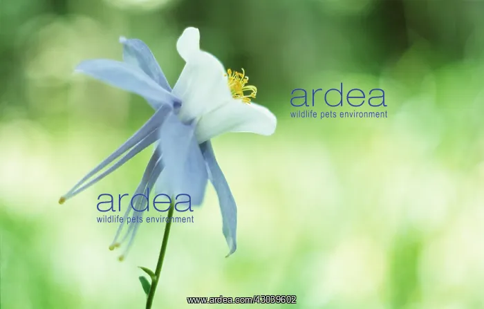 : Aquilegia, Columbine, Aquilegia caerulea : Aquilegia, Columbine, Aquilegia caerulea