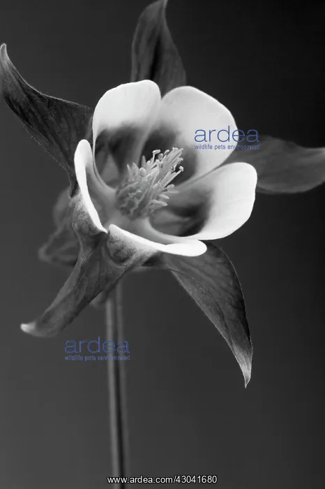: Aquilegia. Aquilegia caerulea : Aquilegia. Aquilegia caerulea