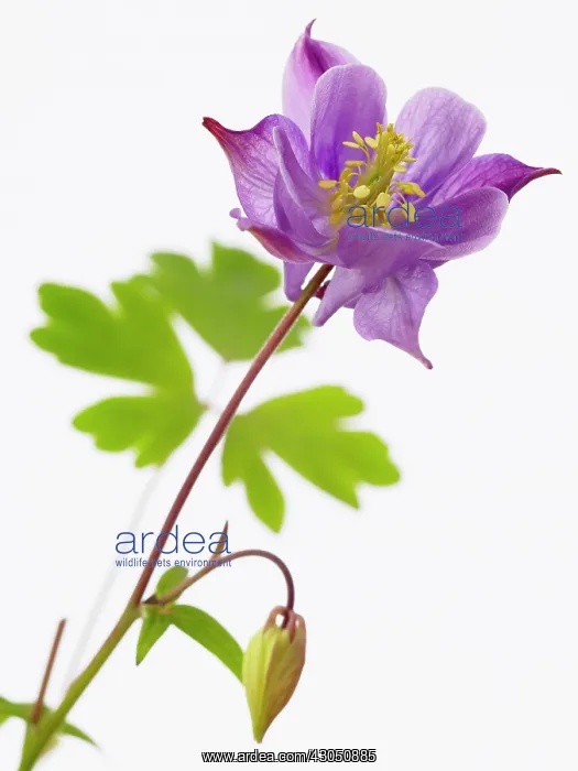 : Aquilegia, Aquilegia vulgaris, Columbine : Aquilegia, Aquilegia vulgaris, Columbine