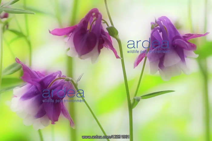 : Aquilegia. Aquilegia caerulea : Aquilegia. Aquilegia caerulea