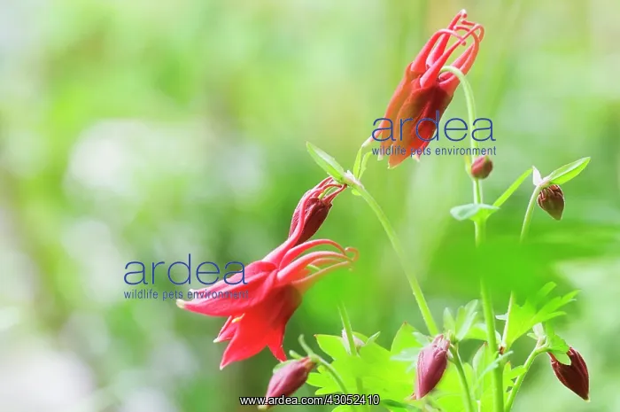 : Aquilegia, Columbine, Aquilegia formosa : Aquilegia, Columbine, Aquilegia formosa