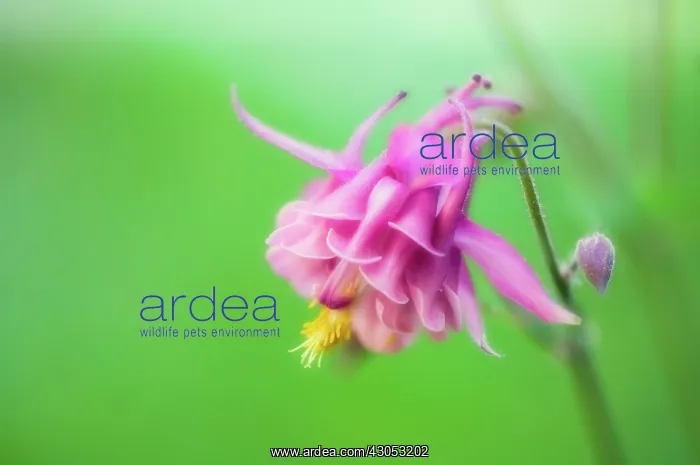 : Aquilegia, Columbine, Aquilegia formosa : Aquilegia, Columbine, Aquilegia formosa