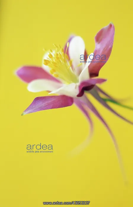 : Aquilegia, Columbine, Aquilegia McKana hybrids : Aquilegia, Columbine, Aquilegia McKana hybrids