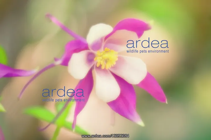 : Aquilegia, Columbine, Aquilegia McKana hybrids : Aquilegia, Columbine, Aquilegia McKana hybrids