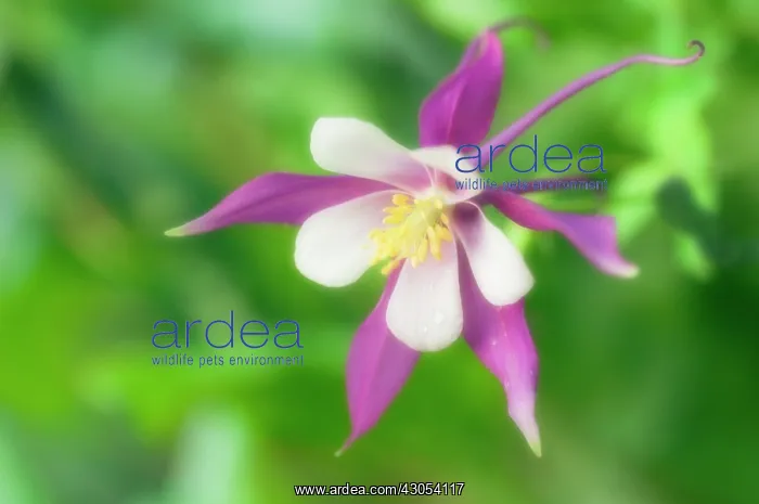 : Aquilegia, Columbine, Aquilegia McKana hybrids : Aquilegia, Columbine, Aquilegia McKana hybrids