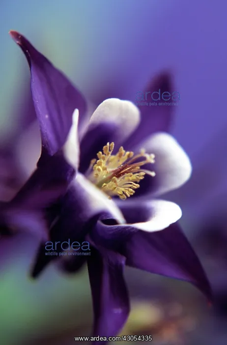 : Aquilegia, Columbine, Aquilegia Magpie : Aquilegia, Columbine, Aquilegia Magpie