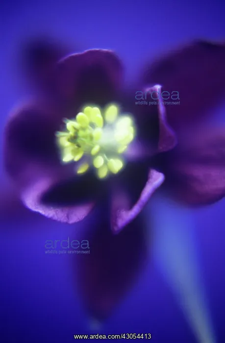 : Aquilegia, Columbine, Aquilegia vulgaris : Aquilegia, Columbine, Aquilegia vulgaris