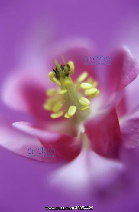 : Aquilegia, Columbine, Aquilegia vulgaris : Aquilegia, Columbine, Aquilegia vulgaris