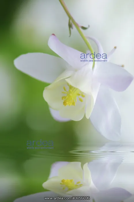: Aquilegia, Columbine, Aquilegia hybrida Pagoda White : Aquilegia, Columbine, Aquilegia hybrida Pagoda White