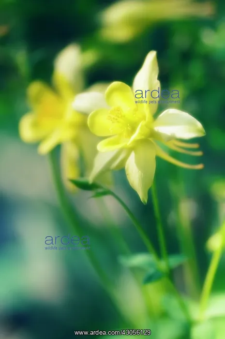 : Aquilegia, Columbine, Aquilegia formosa : Aquilegia, Columbine, Aquilegia formosa