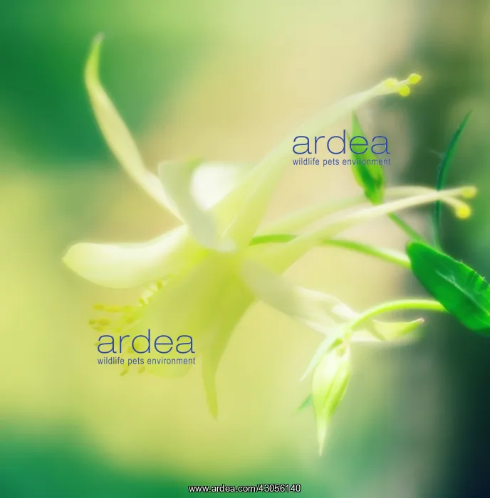 : Aquilegia, Columbine, Aquilegia formosa : Aquilegia, Columbine, Aquilegia formosa