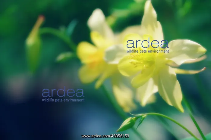 : Aquilegia, Columbine, Aquilegia formosa : Aquilegia, Columbine, Aquilegia formosa