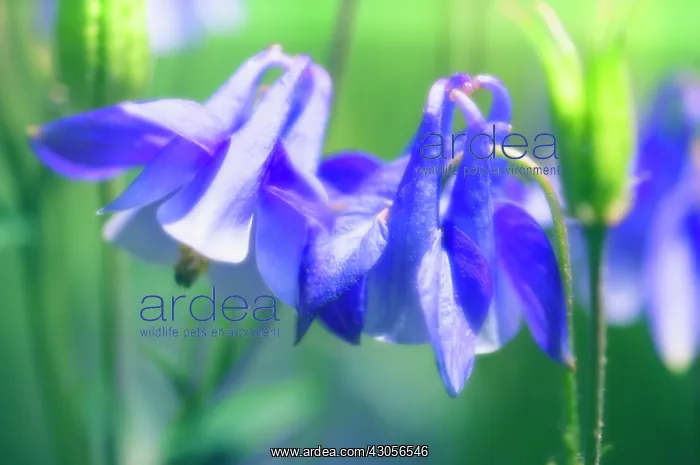 : Aquilegia, Columbine, Aquilegia formosa : Aquilegia, Columbine, Aquilegia formosa