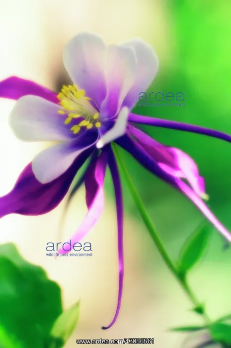 : Aquilegia, Columbine, Aquilegia formosa : Aquilegia, Columbine, Aquilegia formosa