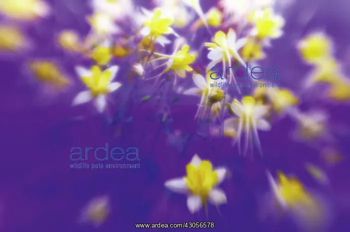 : Aquilegia, Columbine, Aquilegia formosa : Aquilegia, Columbine, Aquilegia formosa