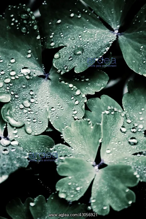 : Aquilegia. Aquilegia caerulea : Aquilegia. Aquilegia caerulea