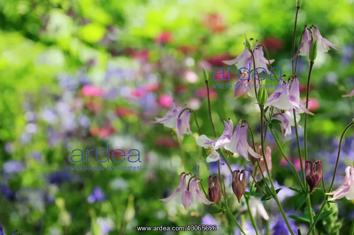 : Aquilegia, Columbine, Aquilegia vulgaris : Aquilegia, Columbine, Aquilegia vulgaris