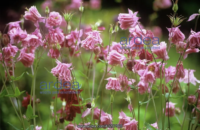 : Aquilegia, Columbine, Aquilegia vulgaris : Aquilegia, Columbine, Aquilegia vulgaris