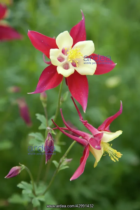 : Aquilegia, Columbine : Aquilegia, Columbine