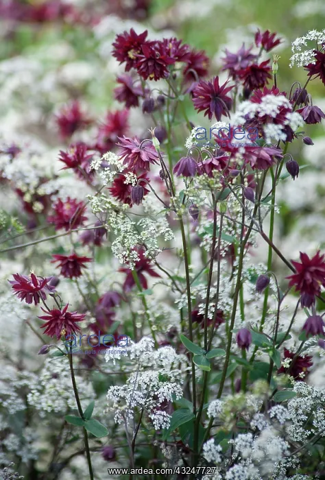 : Aquilegia, Columbine : Aquilegia, Columbine