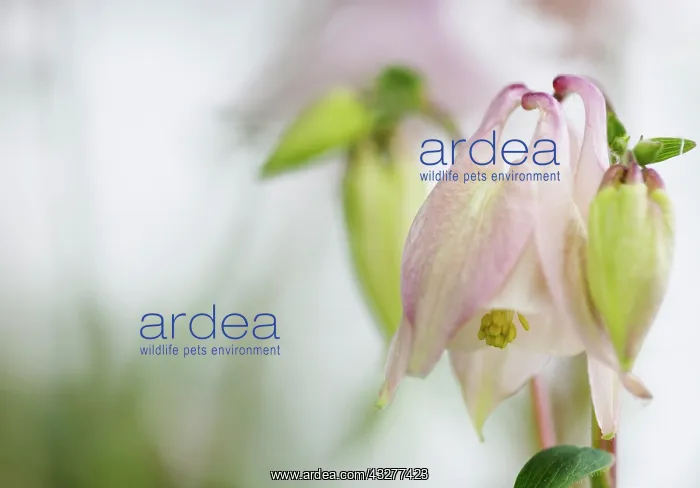 : Aquilegia, Columbine, Aquilegia cultivar, Pink subject : Aquilegia, Columbine, Aquilegia cultivar, Pink subject