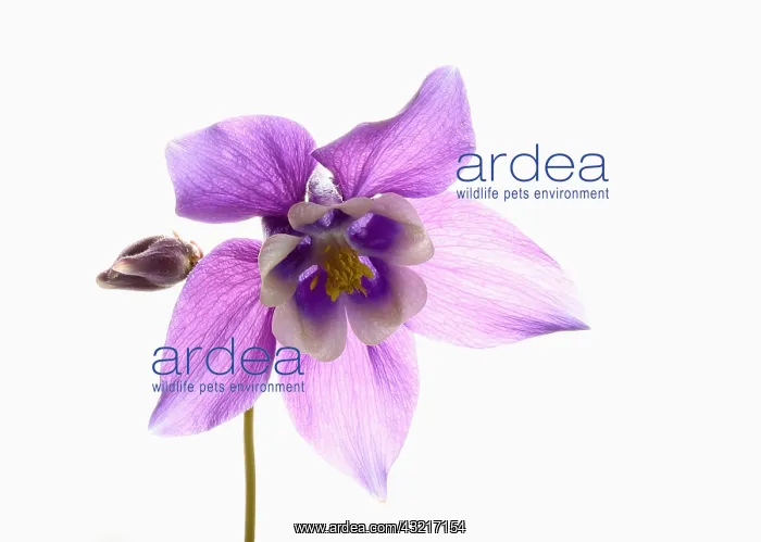 : Aquilegia, Columbine, Aquilegia cultivar, Purple : Aquilegia, Columbine, Aquilegia cultivar, Purple