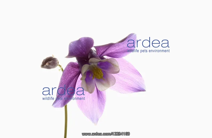  : Aquilegia, Columbine, Aquilegia cultivar, Purple