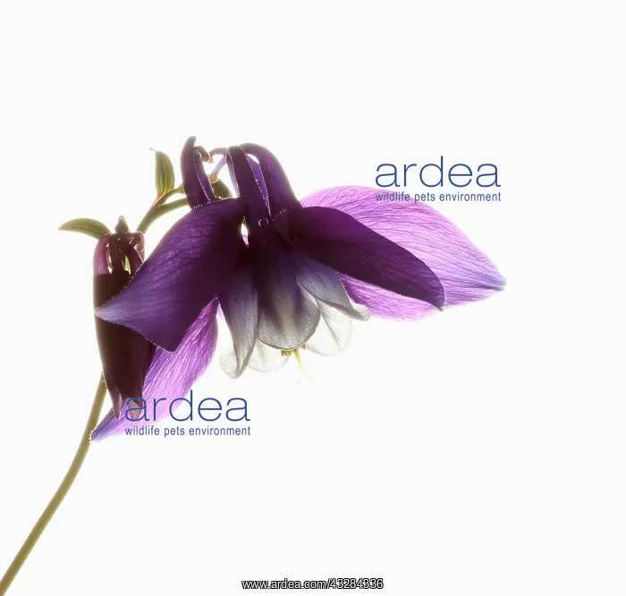 : Aquilegia, Columbine, Aquilegia cultivar, Purple : Aquilegia, Columbine, Aquilegia cultivar, Purple