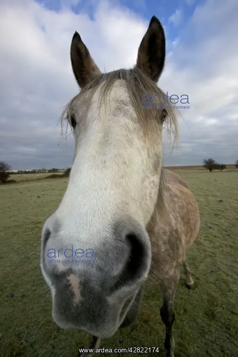  : Arab Horse