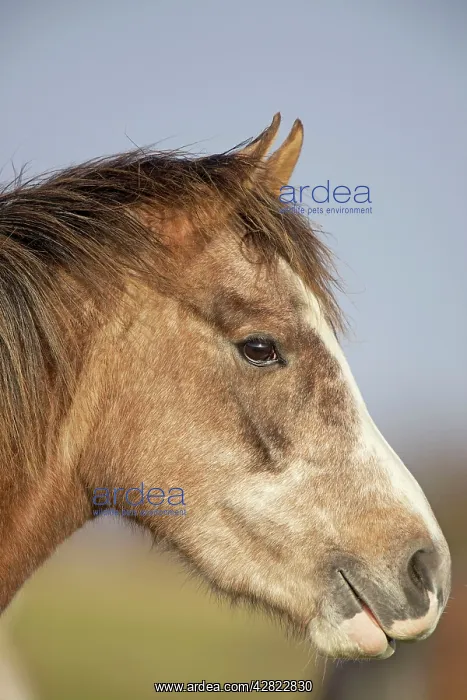  : Arab Horse