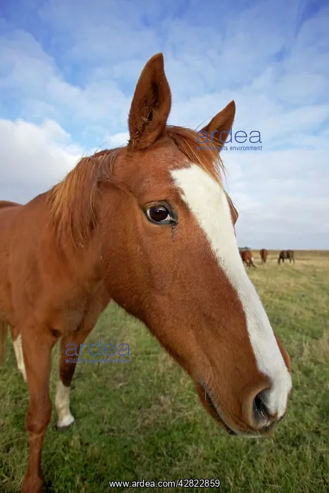  : Arab Horse