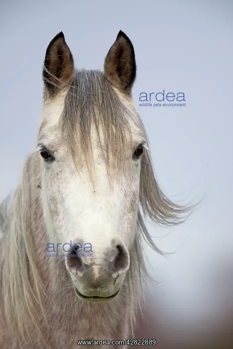 : Arab Horse : Arab Horse