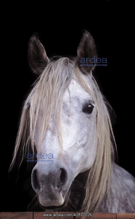  : Arab Horse